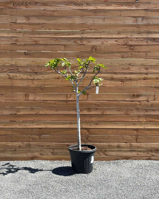 Feigenbaum XL Grüne Frucht
