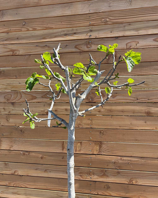 Feigenbaum XL Violette Frucht