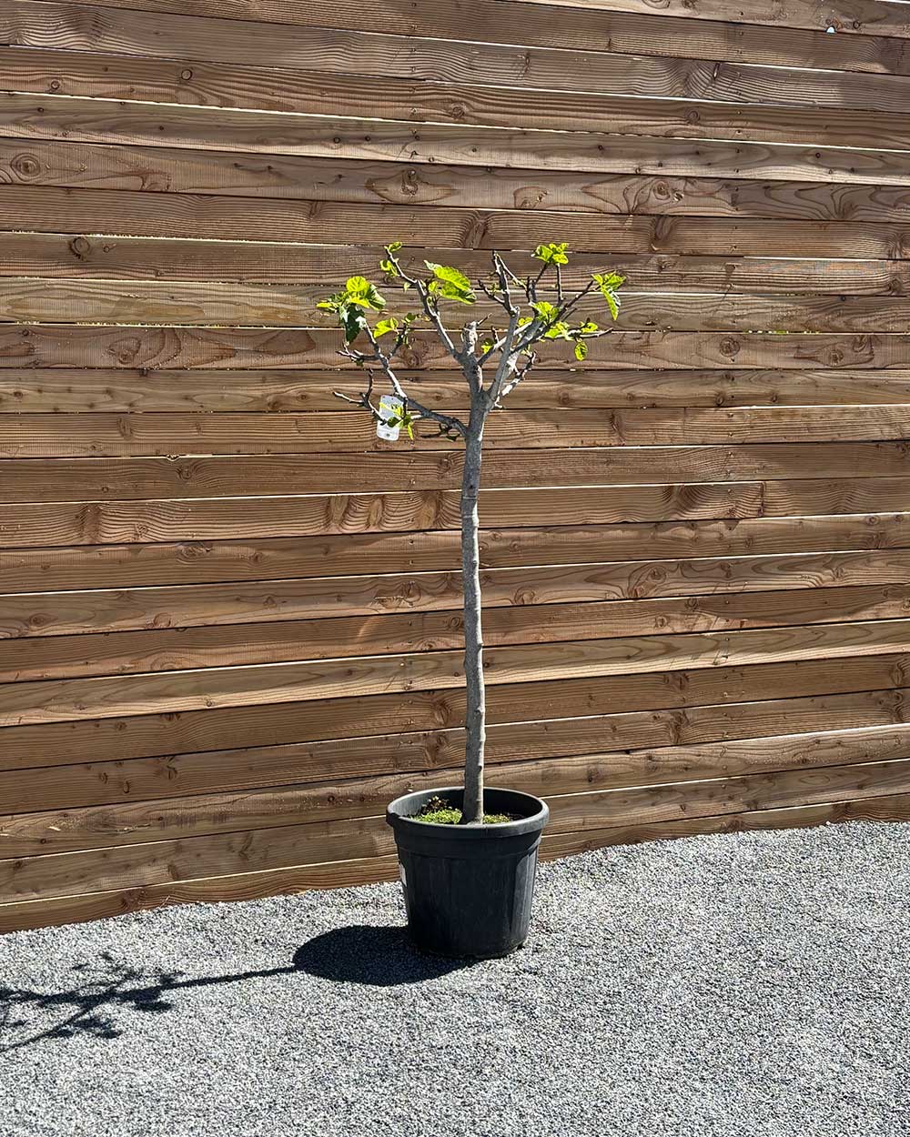 Feigenbaum XL Violette Frucht