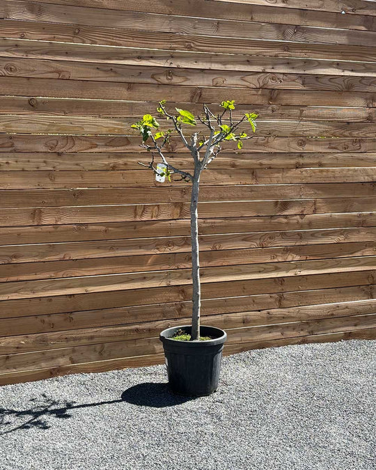 Feigenbaum XL Violette Frucht