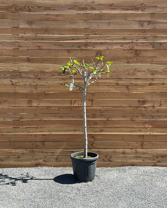Feigenbaum XL Violette Frucht