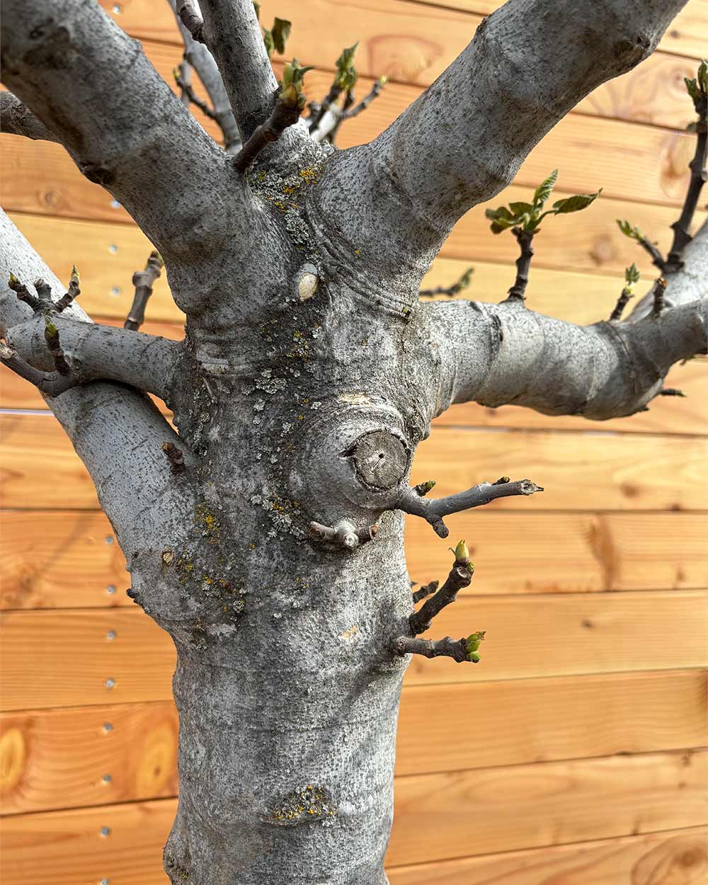 Feigenbaum XXL