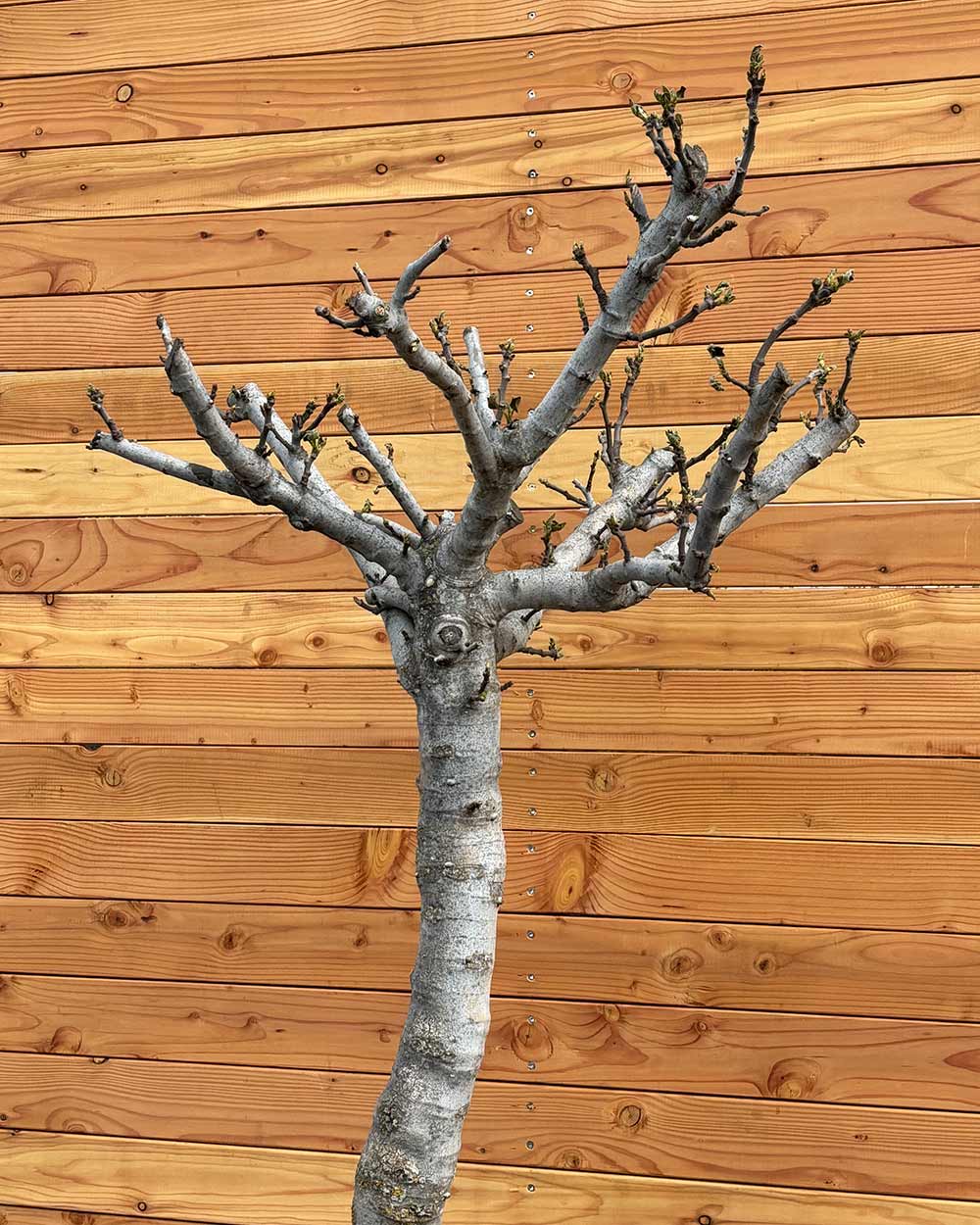 Feigenbaum XXL