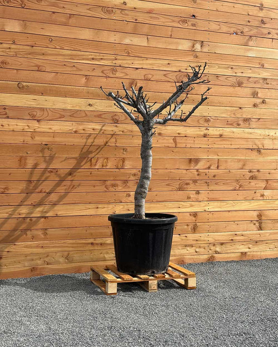 Feigenbaum XXL