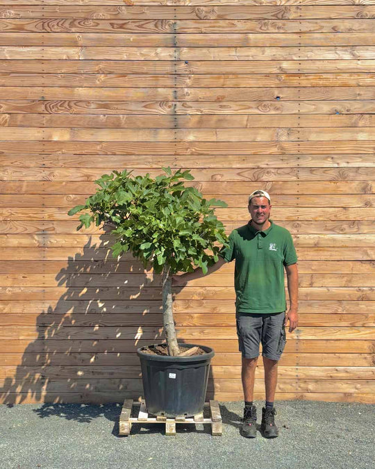 Feigenbaum XXL