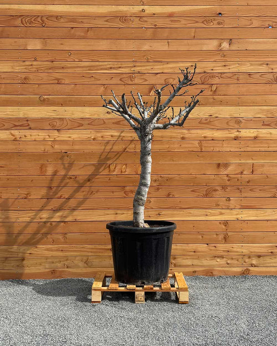 Feigenbaum XXL