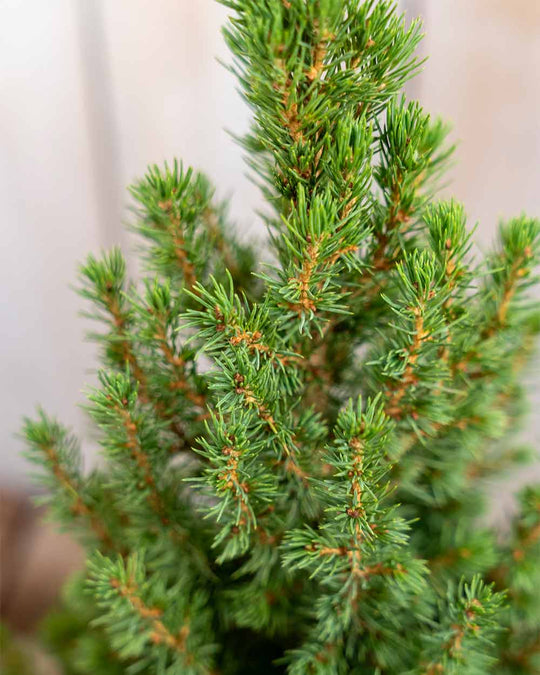 Fichte – Picea glauca ‘Perfecta®’ (Unser kleiner Tannenbaum)