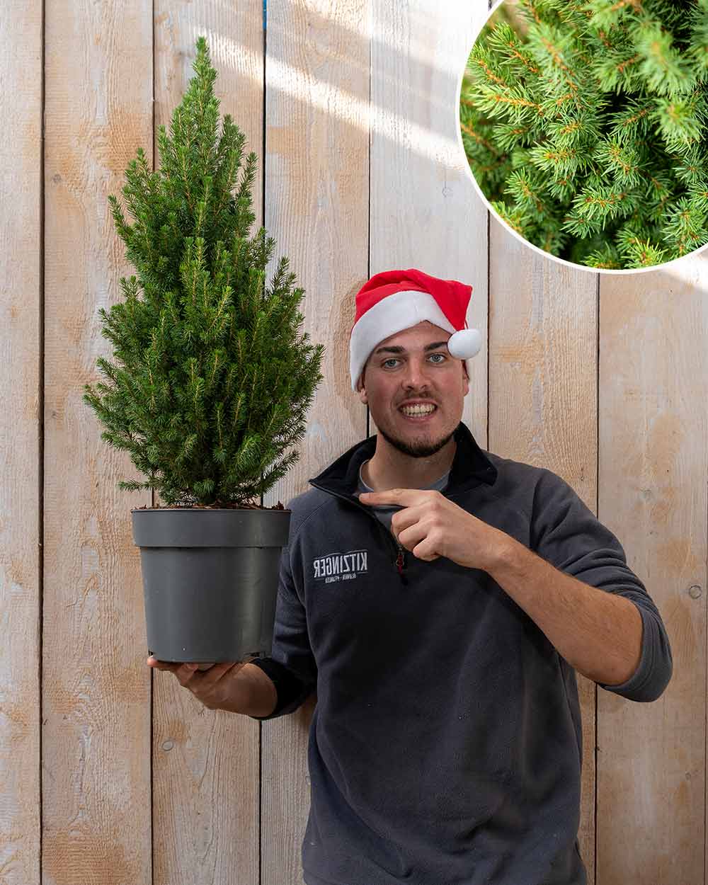 Fichte – Picea glauca ‘Perfecta®’ (Unser kleiner Tannenbaum)