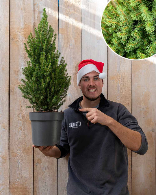 Fichte – Picea glauca ‘Perfecta®’ (Unser kleiner Tannenbaum)