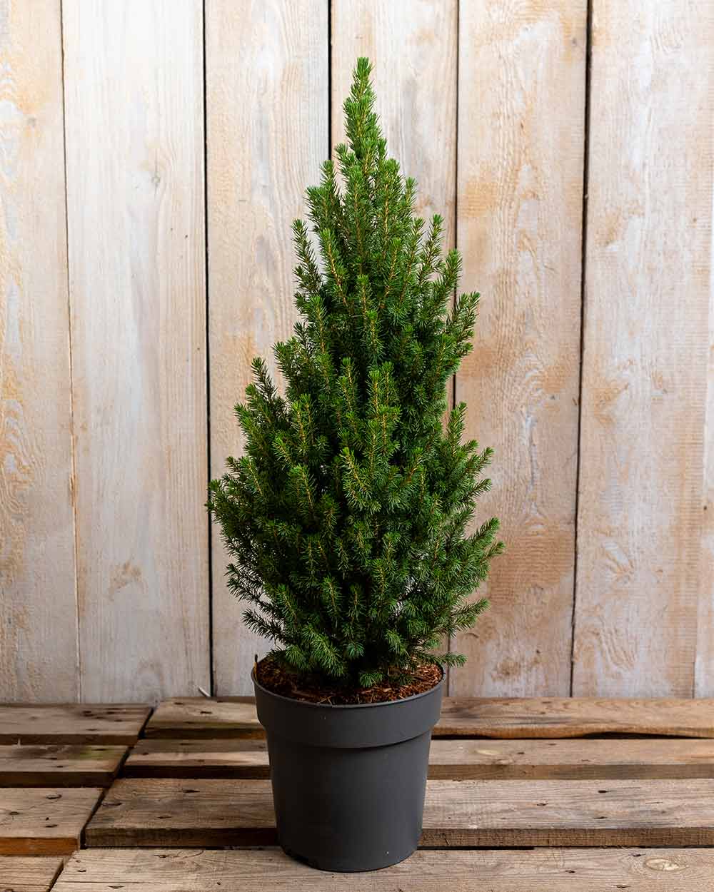 Fichte – Picea glauca ‘Perfecta®’ (Unser kleiner Tannenbaum)