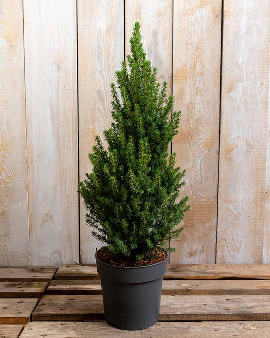 Fichte – Picea glauca ‘Perfecta®’ (Unser kleiner Tannenbaum)