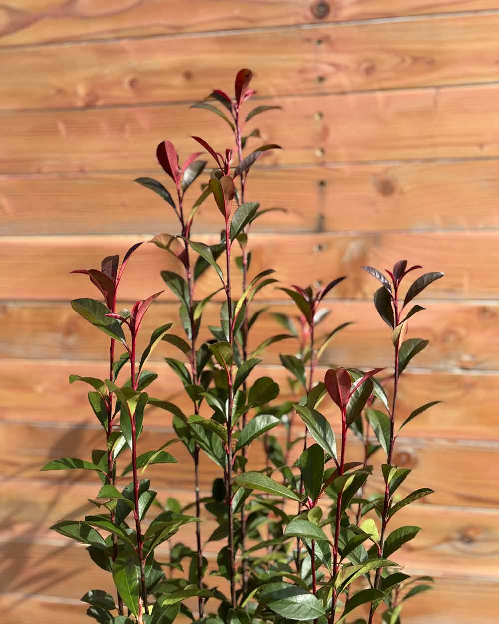 Glanzmispel – Photinia × fraseri ‘Robusta Compacta’ (Hecke)