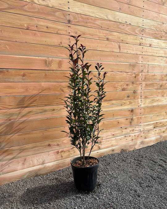 Glanzmispel – Photinia × fraseri ‘Robusta Compacta’ (Hecke)