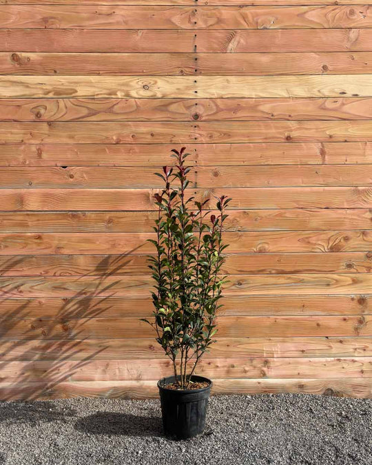 Glanzmispel – Photinia × fraseri ‘Robusta Compacta’ (Hecke)