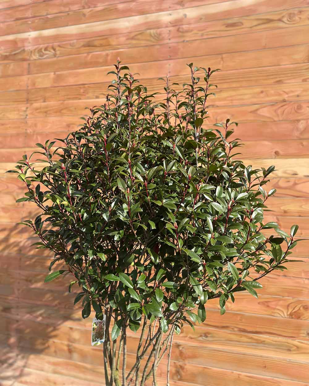 Glanzmispel – Photinia ‘Compact’ (Mehrstämmig)
