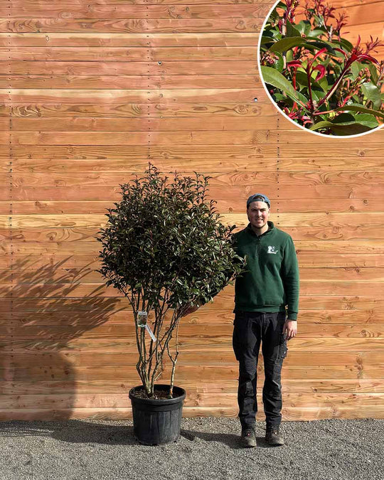 Glanzmispel – Photinia ‘Compact’ (Mehrstämmig)