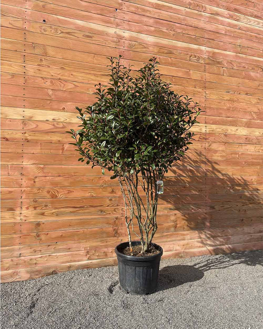 Glanzmispel – Photinia ‘Compact’ (Mehrstämmig)