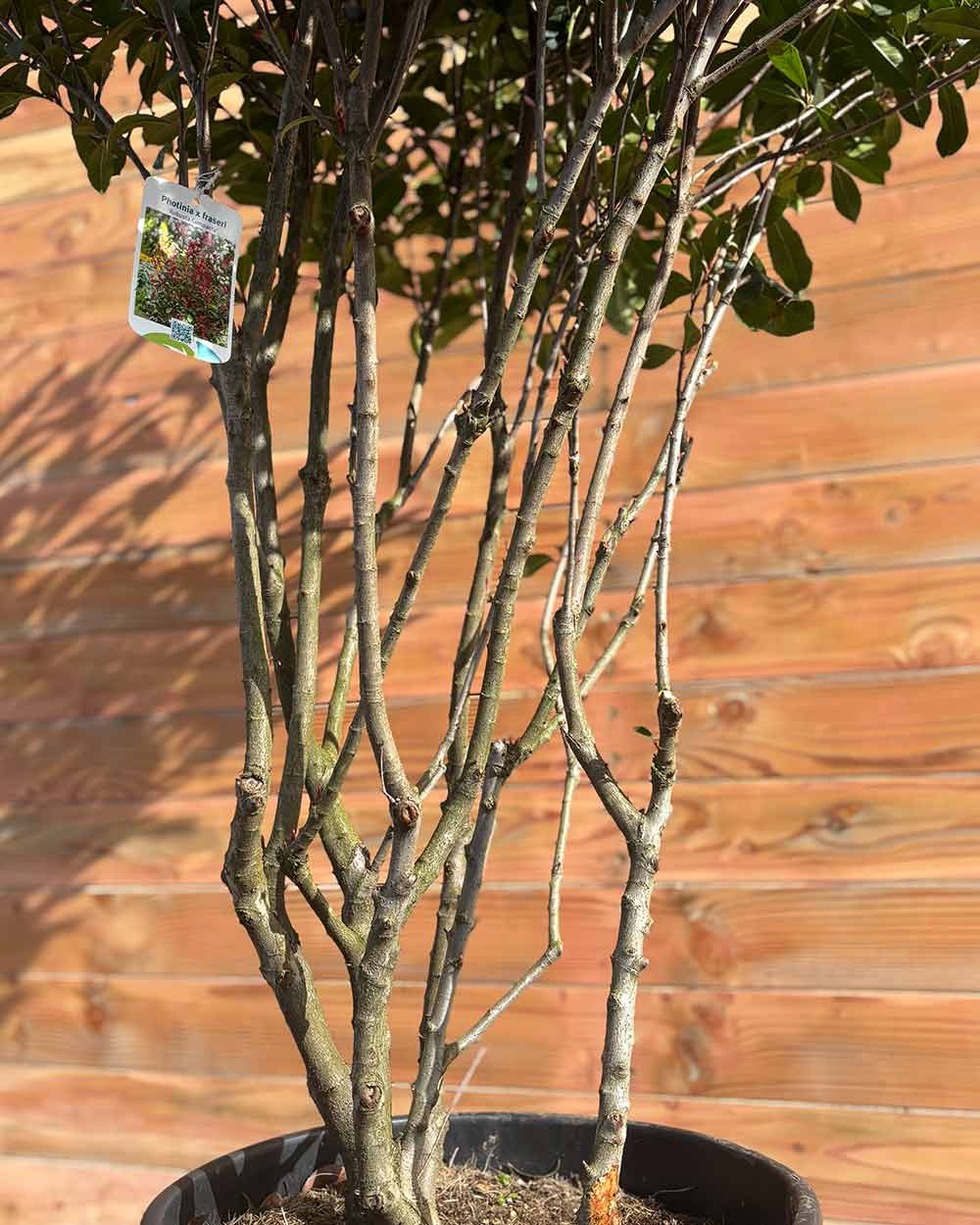 Glanzmispel – Photinia ‘Compact’ (Mehrstämmig)