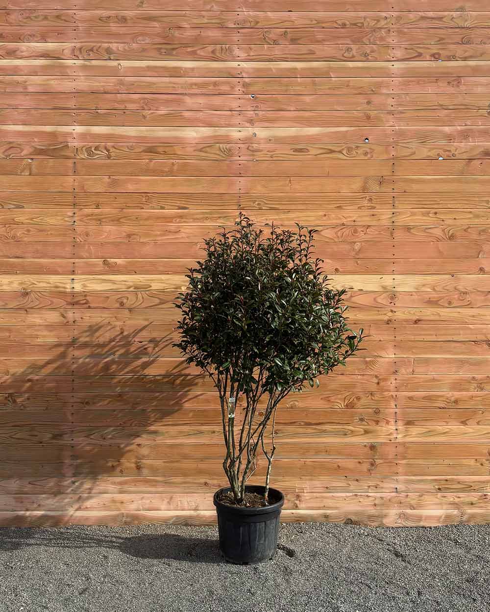Glanzmispel – Photinia ‘Compact’ (Mehrstämmig)
