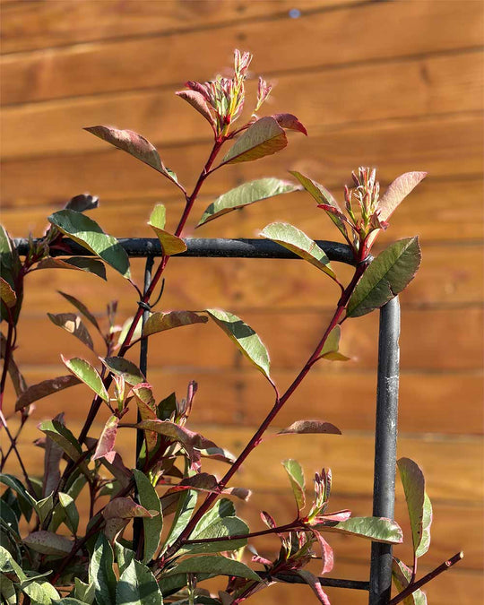 Glanzmispel – Photinia ‘Pink Marble’ (Spalierbaum)