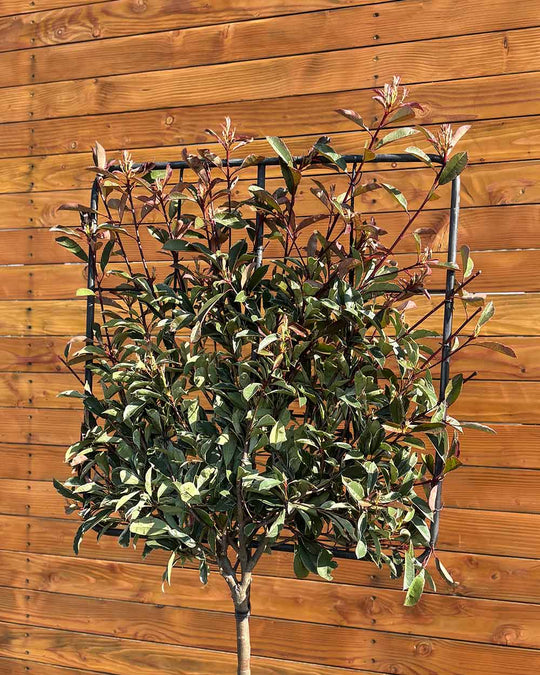 Glanzmispel – Photinia ‘Pink Marble’ (Spalierbaum)