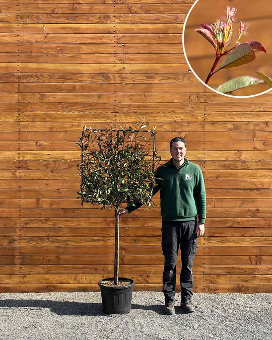 Glanzmispel – Photinia ‘Pink Marble’ (Spalierbaum)