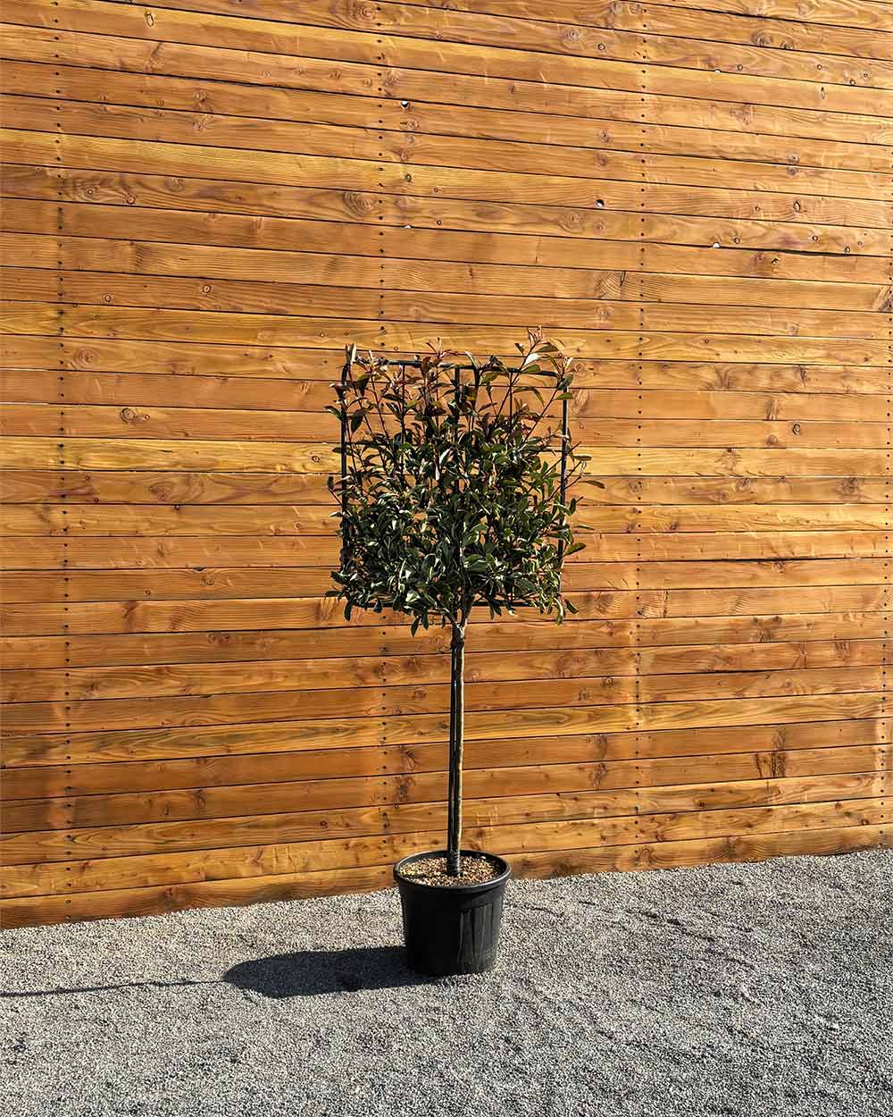 Glanzmispel – Photinia ‘Pink Marble’ (Spalierbaum)