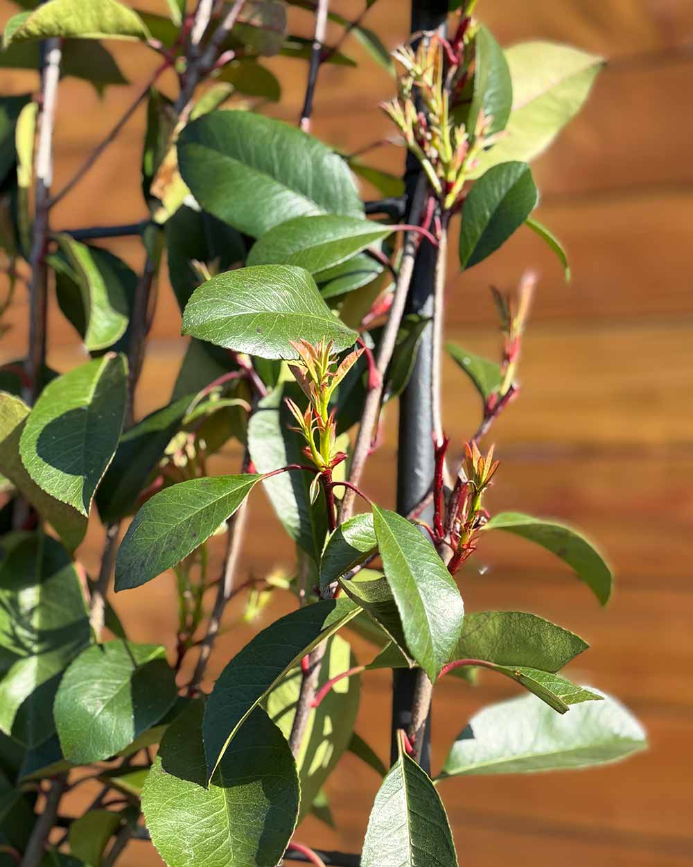 Glanzmispel – Photinia ‘Red Robin’ (Spalierbaum)