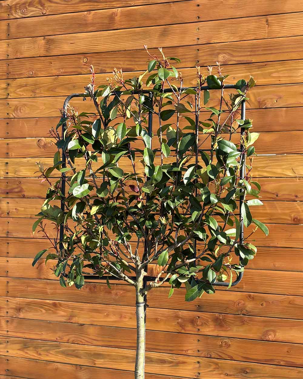 Glanzmispel – Photinia ‘Red Robin’ (Spalierbaum)