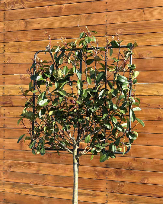 Glanzmispel – Photinia ‘Red Robin’ (Spalierbaum)