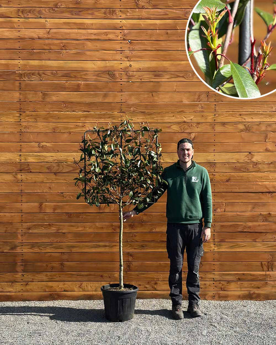 Glanzmispel – Photinia ‘Red Robin’ (Spalierbaum)