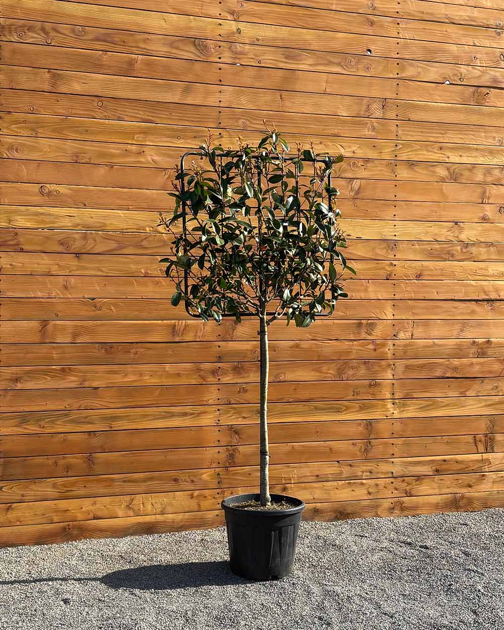 Glanzmispel – Photinia ‘Red Robin’ (Spalierbaum)