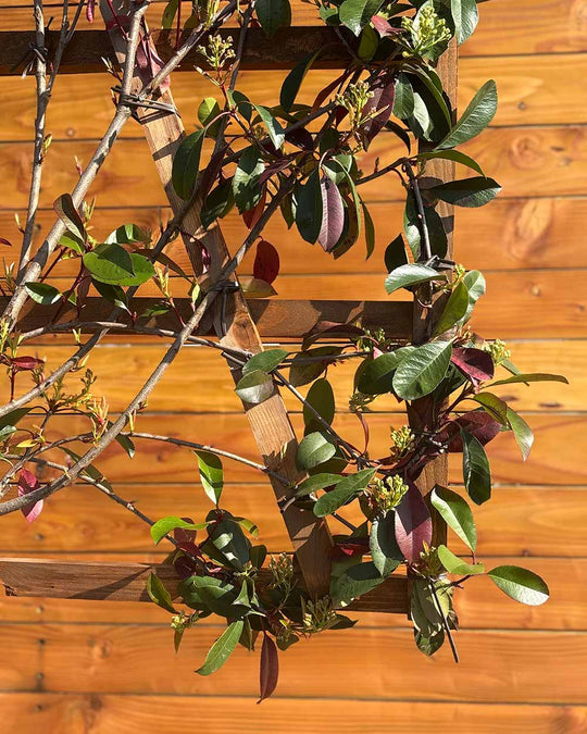 Glanzmispel – Photinia ‘Red Robin’ (Spalierbaum)