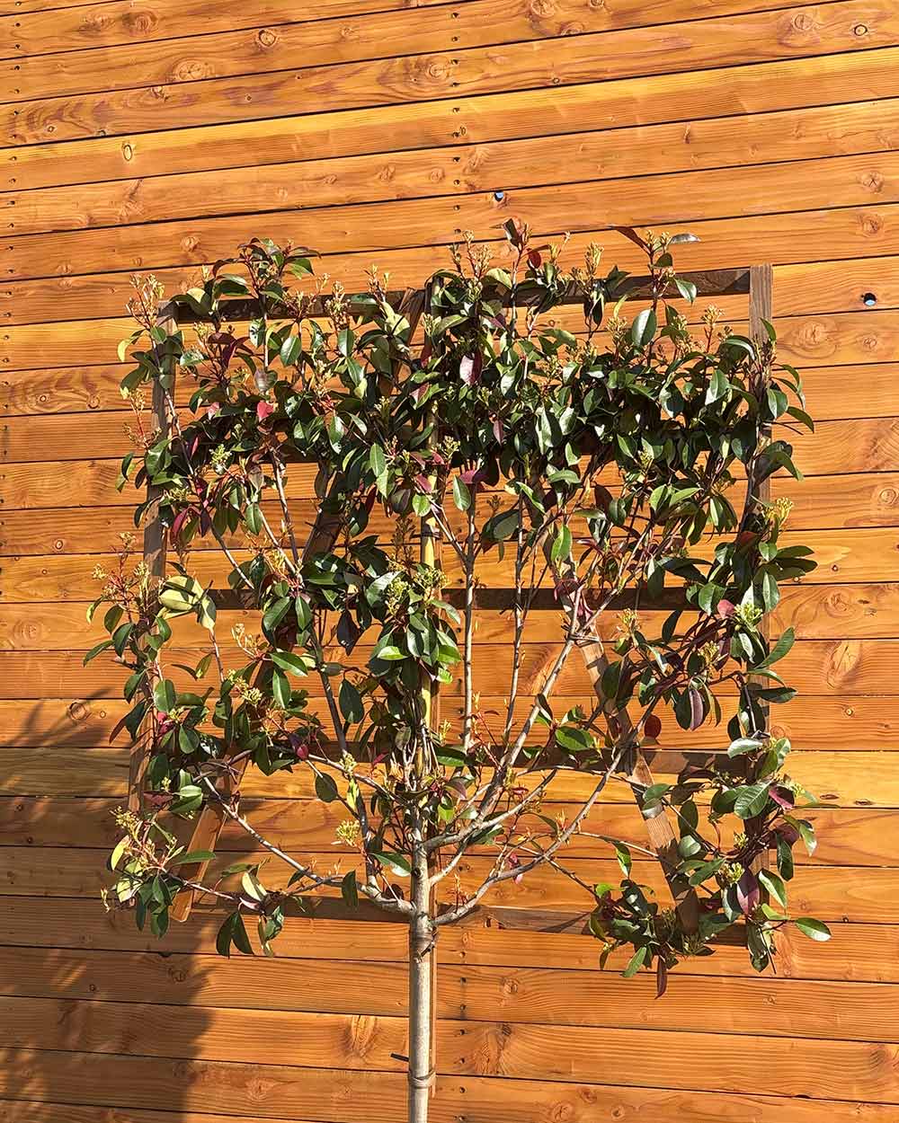 Glanzmispel – Photinia ‘Red Robin’ (Spalierbaum)