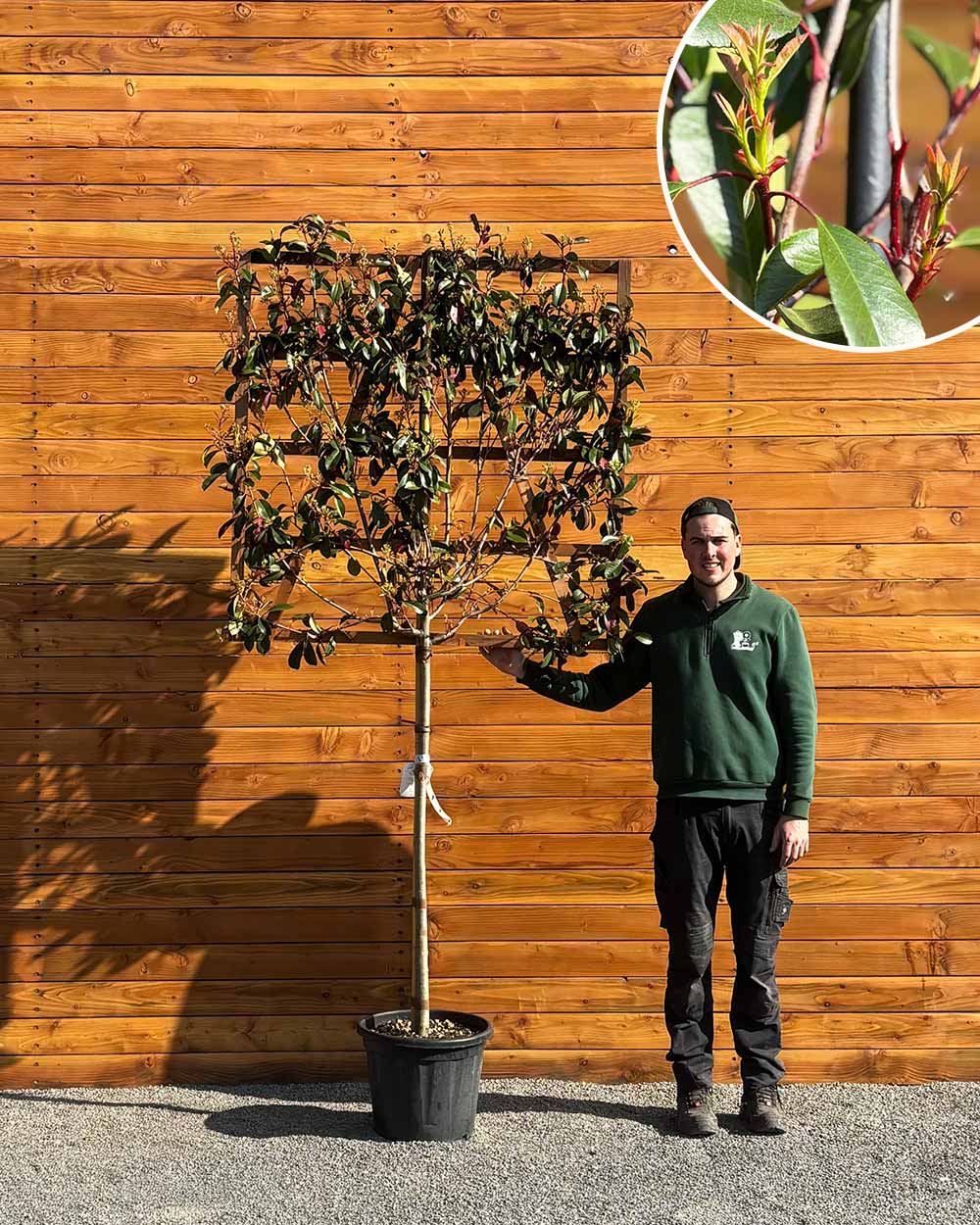 Glanzmispel – Photinia ‘Red Robin’ (Spalierbaum)