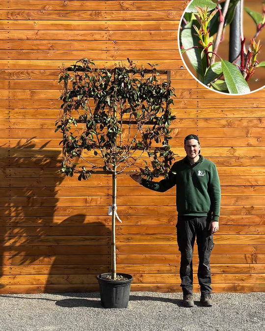 Glanzmispel – Photinia ‘Red Robin’ (Spalierbaum)