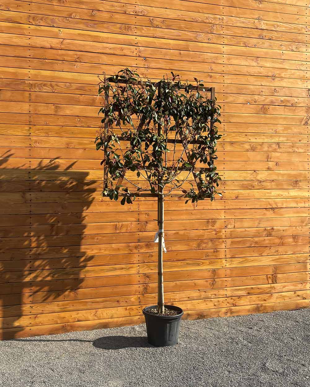 Glanzmispel – Photinia ‘Red Robin’ (Spalierbaum)