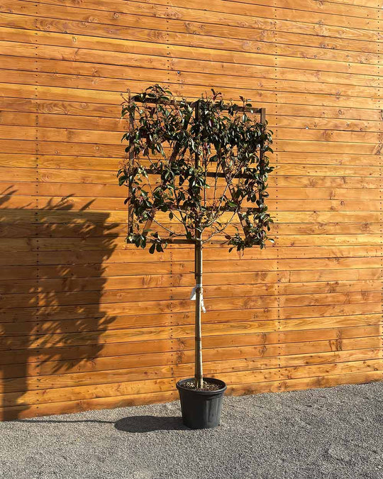 Glanzmispel – Photinia ‘Red Robin’ (Spalierbaum)