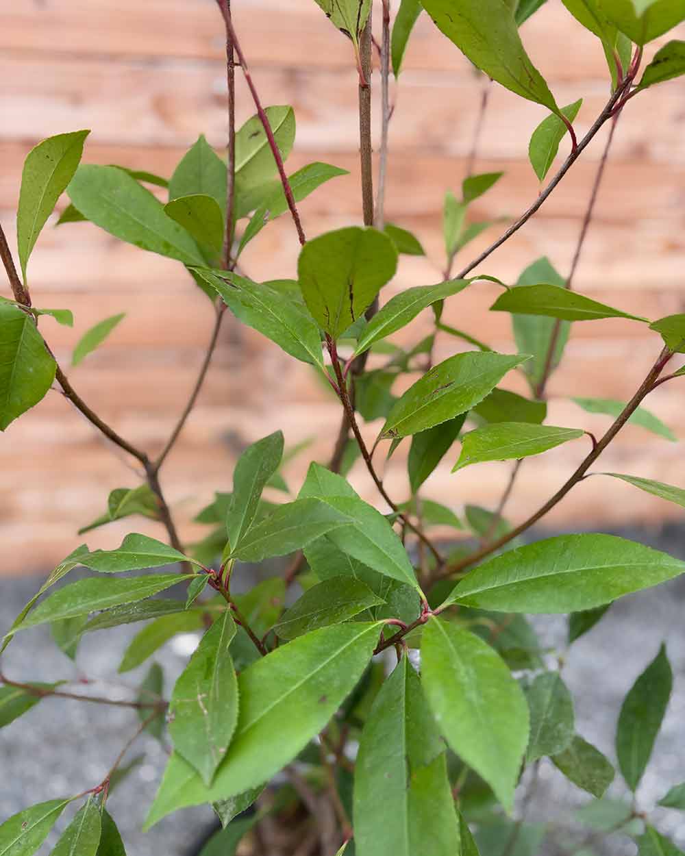 Glanzmispel (Photinia × fraseri ‘Red Robin’) Hecke