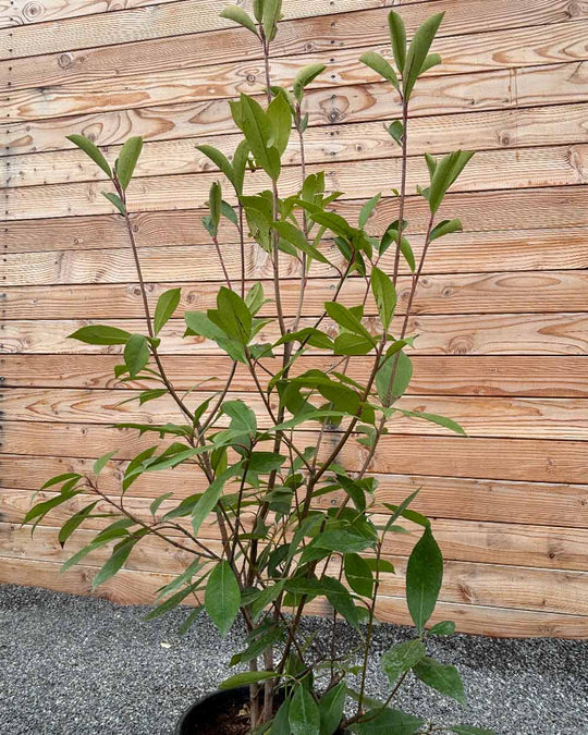 Glanzmispel (Photinia × fraseri ‘Red Robin’) Hecke