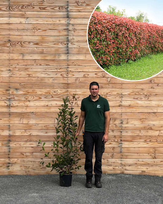Glanzmispel (Photinia × fraseri ‘Red Robin’) Hecke