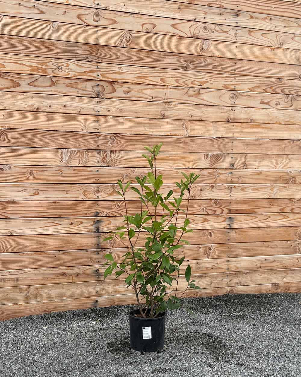 Glanzmispel (Photinia × fraseri ‘Red Robin’) Hecke