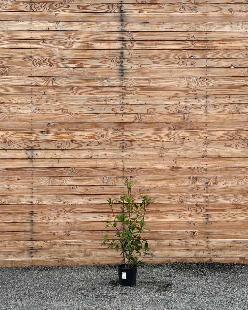 Glanzmispel (Photinia × fraseri ‘Red Robin’) Hecke