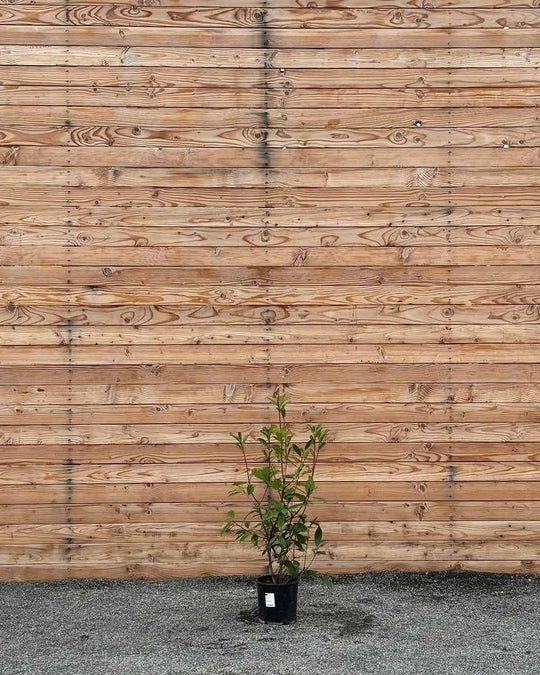 Glanzmispel (Photinia × fraseri ‘Red Robin’) Hecke