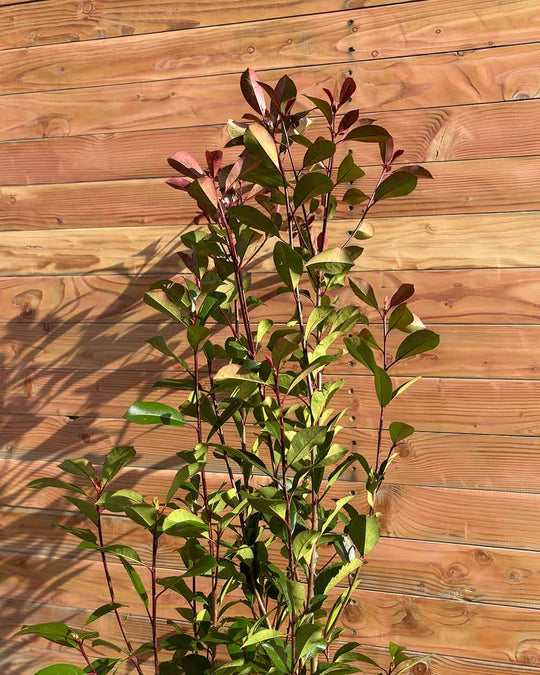 Glanzmispel – Photinia ‘Red Robin’ (Hecke)
