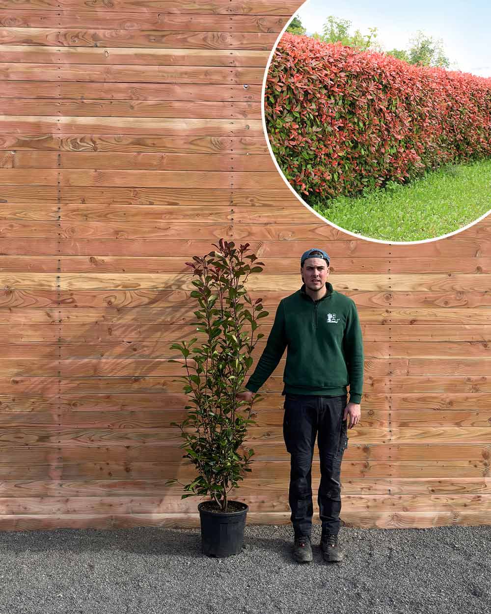 Glanzmispel – Photinia ‘Red Robin’ (Hecke)