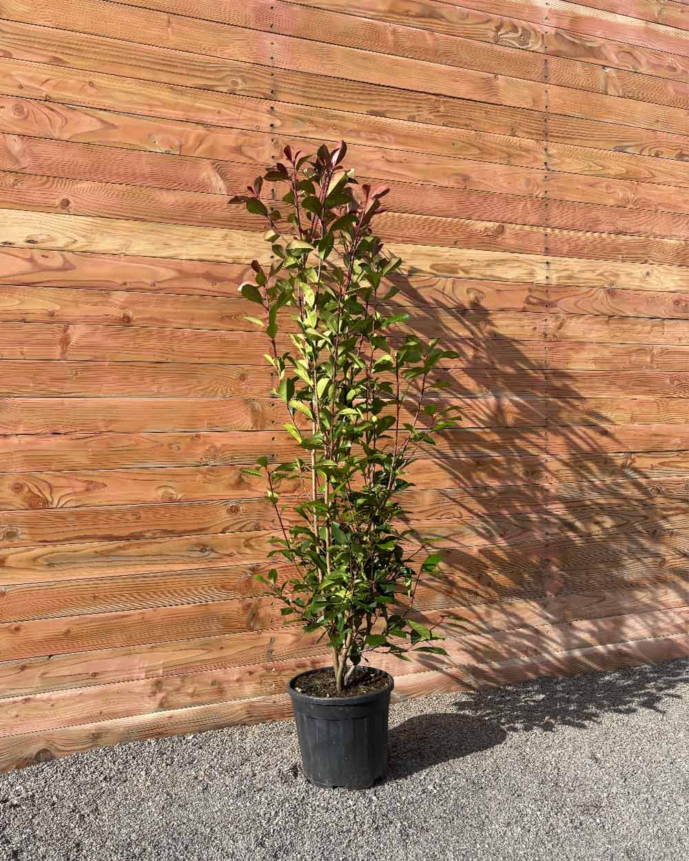 Glanzmispel – Photinia ‘Red Robin’ (Hecke)