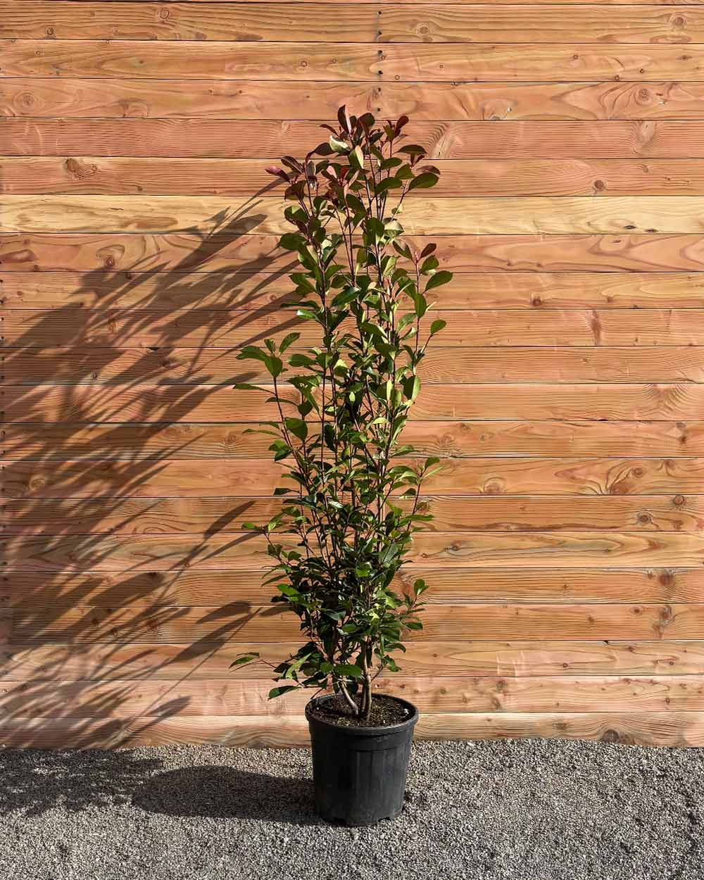 Glanzmispel – Photinia ‘Red Robin’ (Hecke)