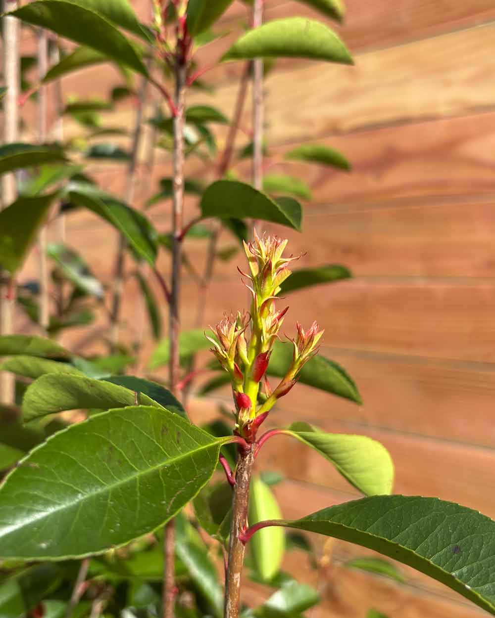 Glanzmispel – Photinia ‘Red Robin’ (Hecke)