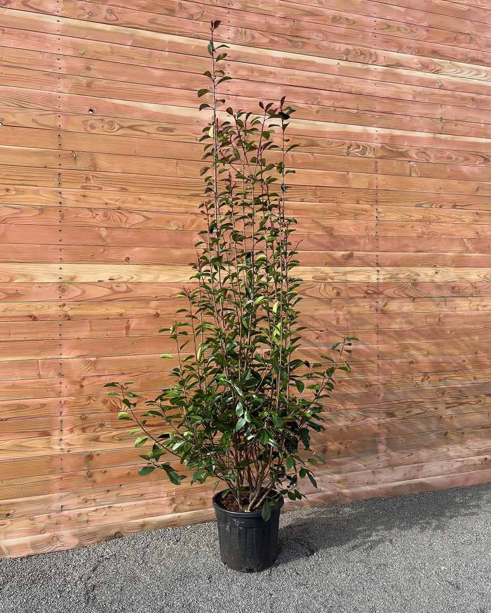 Glanzmispel – Photinia ‘Red Robin’ (Hecke)